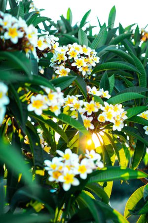 Photo for Close-up white and yellow plumeria flowers with leaves in the shining rays of setting sun. Branches of flowering frangipani tree. - Royalty Free Image