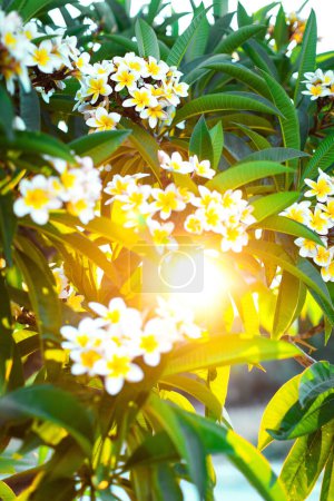 Photo for White and yellow blooming plumeria flowers with leaves in the shining sun rays. Branches of flowering frangipani tree. - Royalty Free Image