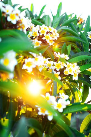 Photo for Close-up white and yellow plumeria flowers with leaves in the shining rays of setting sun. Branches of flowering frangipani tree. - Royalty Free Image