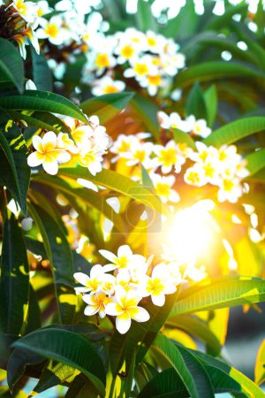 Photo for Beautiful white and yellow plumeria flowers with leaves in the shining sun rays. Branches of flowering frangipani tree natural background - Royalty Free Image
