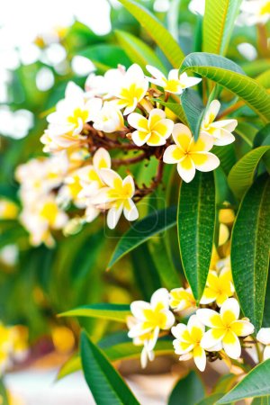 Photo for Close-up white and yellow plumeria flowers with leaves. Branches of flowering frangipani tree vertical background - Royalty Free Image