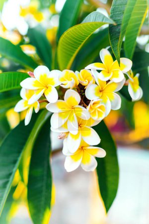 Photo for Close-up white and yellow plumeria flowers with leaves. Branches of flowering inflorescences of frangipani tree vertical background - Royalty Free Image