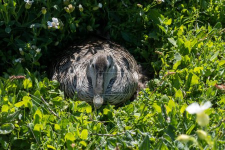 Photo for Female eider duck sitting on its nest amongst ground vegetation on the farne islands - Royalty Free Image
