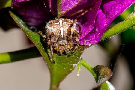 garden cross spider sitting on a flower leaf with one front leg raised and threads of web visible close up