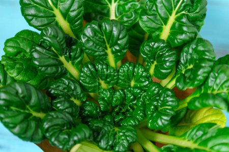 Téléchargez les photos : Tatsoy est une variété asiatique de Brassica rapa, cultivée pour la cuisson des légumes. Chou chinois Tatsoi. - en image libre de droit