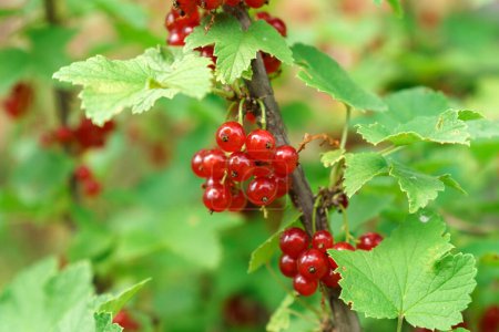 Photo for Ripe and juicy red currant berries on the branch, close-up. Selective focus - Royalty Free Image