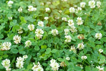 Flores de trébol blanco Trifolium repens.The planta es comestible, medicinal. Cultivada como planta forrajera