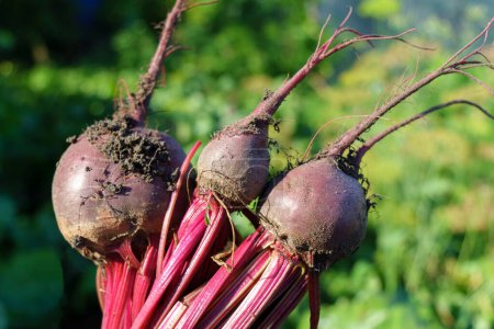 Photo for Farmer holds beetroot out of soil in his hands. Autumn harvesting. Picking vegetables. Selective focus - Royalty Free Image