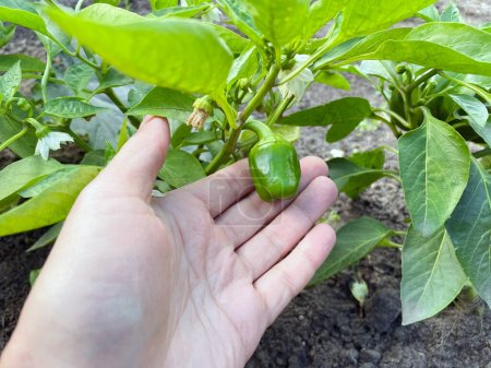 Grüne Mini-Paprika-Pflanze im Gewächshaus, erntereif, Nahsicht. Selektiver Fokus