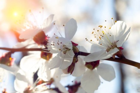 Téléchargez les photos : Branches d'arbres à fleurs blanches dans le soleil de printemps lumineux. Contexte, abstraction, orientation sélective. - en image libre de droit