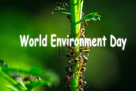 Téléchargez les photos : Journée mondiale de l'environnement, la fourmi flotte en gros plan macro insecte feuille verte - en image libre de droit