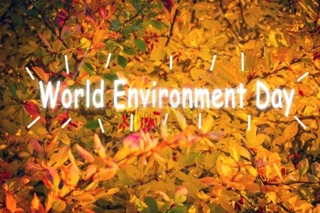Foto de Día mundial del medio ambiente, ecología naturaleza paisaje con prado. Fondo abstracto de otoño. Bayas de Barberry en las ramas del Bush - Imagen libre de derechos