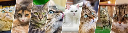 Téléchargez les photos : Bannière pour chats. Collage avec bannières pour la conception d'en-tête de site Web - en image libre de droit