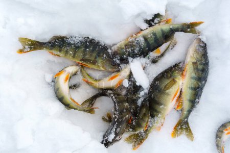 Téléchargez les photos : Le poisson est une perche. Pêche d'hiver, aventure. Activité hivernale - en image libre de droit