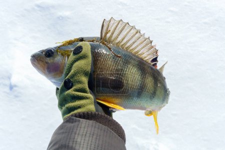 Téléchargez les photos : Un homme tenant un poisson dans la neige. Pêche d'hiver, aventure. Concentration sélective - en image libre de droit