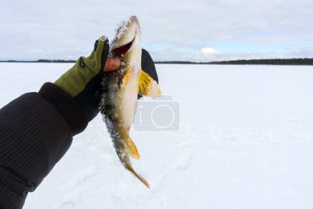 Téléchargez les photos : Le poisson est une perche dans la main du pêcheur. Attrapé. Pêche d'hiver, aventure. - en image libre de droit