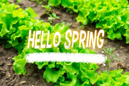 Hello Spring message - Springtime, green spring background. Texture green salad