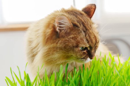 Photo for Cat eat fresh Grass Indoors, possibly as a way to aid its digestion. Selective focus - Royalty Free Image