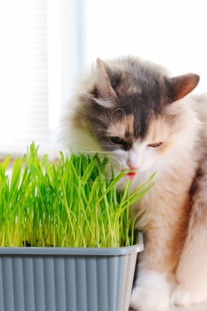 Photo for Cat eat Grass Indoors, possibly as a way to aid its digestion. Vertical photo - Royalty Free Image