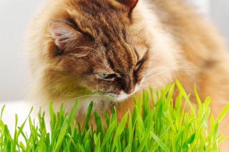 Gato está mordisqueando pacíficamente en un parche de hierba verde vibrante, posiblemente como una manera de ayudar a su digestión.