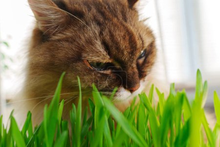 Katze aus nächster Nähe im Gras zu sehen, kauend auf Halmen von grünem Gras in einer natürlichen Umgebung im Freien.