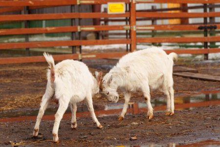 Téléchargez les photos : Deux chèvres debout dans la ferme, entourées de paysages agricoles. - en image libre de droit