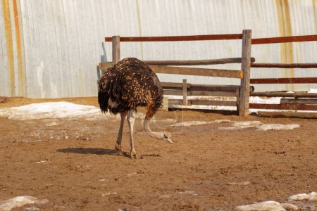 Ostrich stands in the dirt near a fence on an ostrich farm, observing its surroundings.