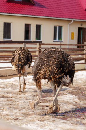 Avestruz se encuentra en la tierra cerca de una cerca en una granja de avestruces, observando sus alrededores. Foto vertical