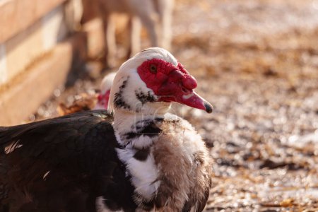 Detailed view of a Muscovy duck with distinct red head feathers, set in a farm environment.