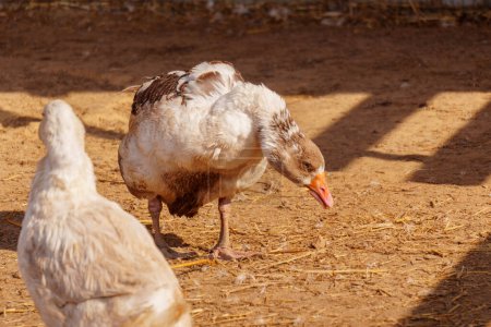 Téléchargez les photos : Oies se pavanent dans une ferme, leurs plumes ébouriffées et leurs corps projetant des ombres douces - en image libre de droit