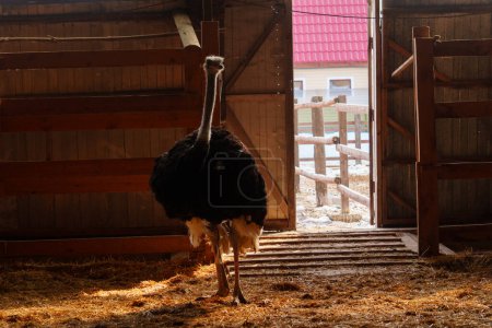 Ostrich stands tall on a wooden fence, surrounded by snow, at an ostrich farm in a serene winter setting.