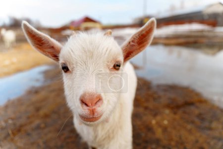 Téléchargez les photos : Bébé chèvre debout à côté de chèvre adulte. Concentration sélective - en image libre de droit
