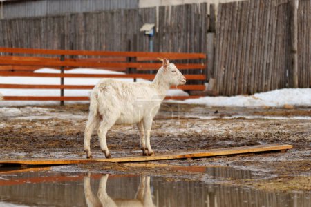 Cabra están de pie dentro de una pluma en una granja, con cada cabra mirando hacia la cámara.
