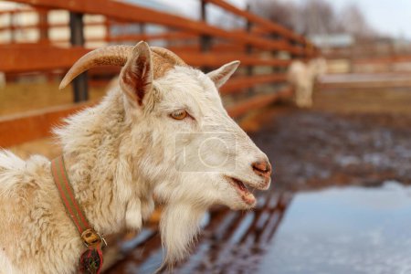 Foto de Cabra están de pie dentro de una pluma en una granja, con cada cabra mirando hacia la cámara. - Imagen libre de derechos