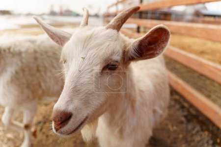 Téléchargez les photos : La chèvre blanche se dresse à côté d'une clôture en bois robuste sur une ferme, présentant un portrait de l'agriculture. - en image libre de droit