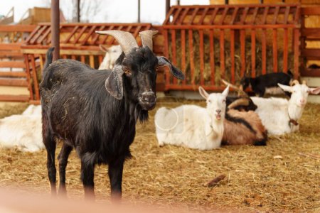 Téléchargez les photos : La chèvre blanche se dresse à côté d'une clôture en bois robuste sur une ferme, présentant un portrait de l'agriculture. - en image libre de droit