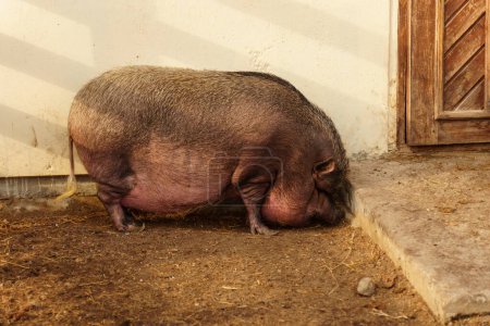A pig is seen standing in the dirt near a door on a farm. Selective focus
