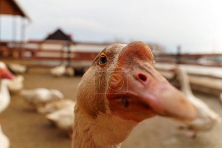 Téléchargez les photos : Curieuse oie scrutant à travers une clôture en bois à la ferme - en image libre de droit