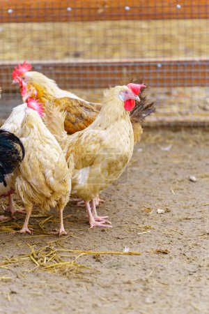 Hühner stehen auf einem unbefestigten Boden, picken und kratzen an der Oberfläche.