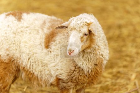 Des moutons paisiblement entourés de foin doré dans un enclos de ferme, présentant une scène rurale sereine et idyllique.