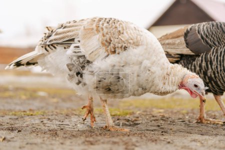 Domestic turkey confidently strides across the terrain of a farmyard rural life.