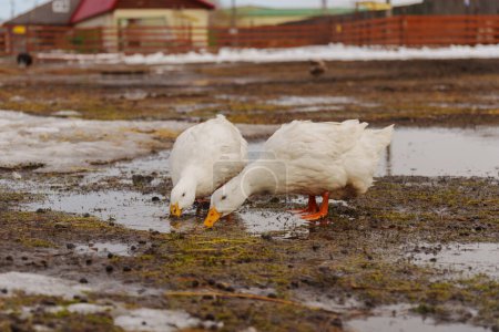 Patos blancos elegantemente parados sobre un suelo húmedo, exudando paz y tranquilidad en su entorno.