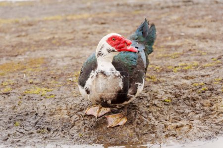 Muscovy duck is captured up close, displaying its unique plumage and detail in a farm setting.