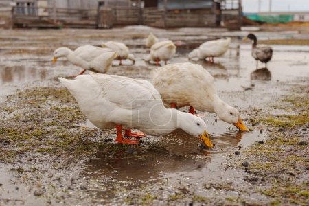 Grupo de patos blancos con gracia de pie sobre el tranquilo cuerpo de agua.