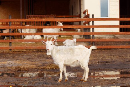 Téléchargez les photos : Chèvre est debout à côté d'une clôture sur une ferme, mettant en valeur l'agriculture et la vie à la ferme. - en image libre de droit