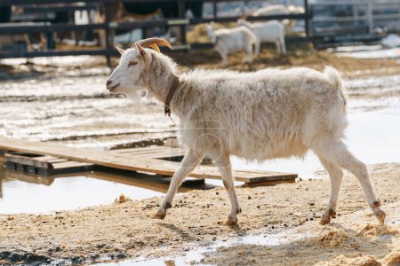 Téléchargez les photos : Les chèvres semblent à l'aise, paissant paisiblement et explorant leurs environs. - en image libre de droit