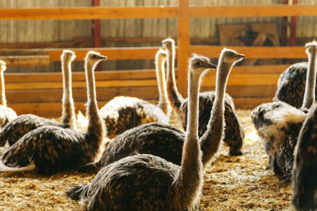 Ostrich is standing proudly in a charming barn filled with golden hay bales.