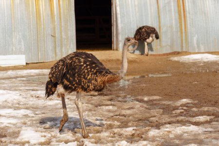 Avestruz está de pie en un corral en una granja de avestruces, con un granero visible en el fondo.