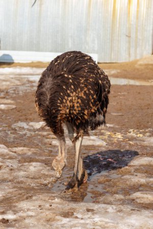 Avestruz está de pie en un corral en una granja de avestruces, con un granero visible en el fondo. Foto vertical