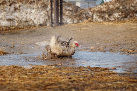 Moskauer Ente mit markantem roten Gesicht ist zu sehen, wie sie am Rande einer Pfütze durch den Boden wühlt.